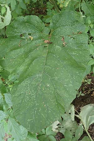 Arctium lappa \ Gro�e Klette, D Wald-Erlenbach 30.7.2016