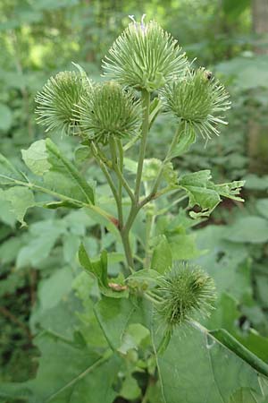 Arctium lappa \ Gro�e Klette, D Wald-Erlenbach 30.7.2016