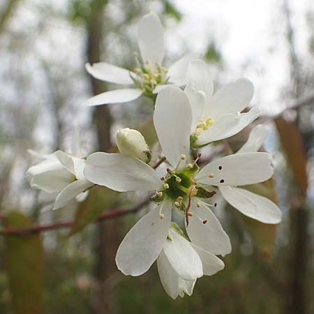 Amelanchier lamarckii \ Kupfer-Felsenbirne / Allegheny Service Berry, D Birkenheide 14.4.2018
