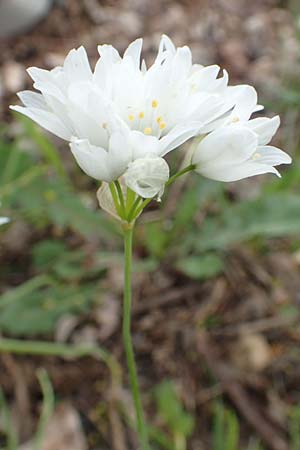 Allium trifoliatum, Dreiblättriger Lauch Allium trifoliatum, Dreiblättriger Lauch