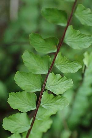 Asplenium x lusaticum, Hybrid Spleenwort