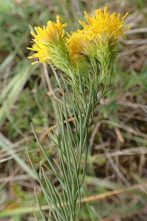 Galatella linosyris \ Gold-Aster, D Gr&uuml;nstadt-Asselheim 9.9.2019