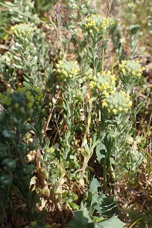 Alyssum alyssoides \ Kelch-Steinkraut / Small Alison, Pale Madwort, D Gr&uuml;nstadt-Asselheim 26.4.2020