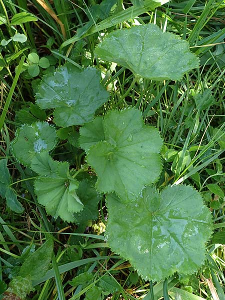 Alchemilla longituba \ Langr�hren-Frauenmantel / Long Tube Lady's Mantle, D Altusried-Walzlings 12.7.2021