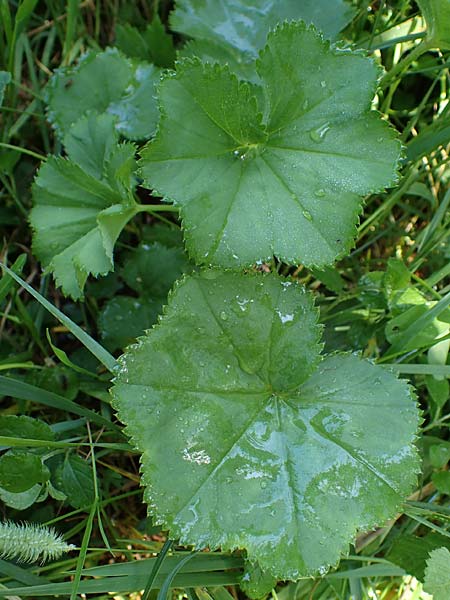 Alchemilla longituba \ Langr�hren-Frauenmantel / Long Tube Lady's Mantle, D Altusried-Walzlings 12.7.2021