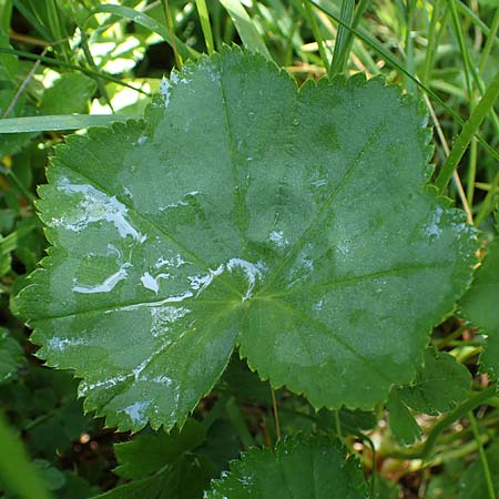 Alchemilla longituba \ Langr�hren-Frauenmantel / Long Tube Lady's Mantle, D Altusried-Walzlings 12.7.2021