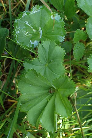Alchemilla longituba \ Langr�hren-Frauenmantel / Long Tube Lady's Mantle, D Altusried-Walzlings 12.7.2021