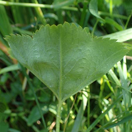 Alchemilla longituba \ Langr�hren-Frauenmantel / Long Tube Lady's Mantle, D Altusried-Walzlings 12.7.2021