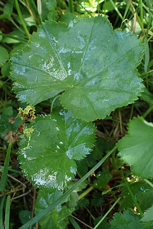 Alchemilla longituba \ Langr�hren-Frauenmantel / Long Tube Lady's Mantle, D Altusried-Walzlings 12.7.2021