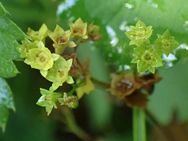 Alchemilla longituba \ Langr�hren-Frauenmantel / Long Tube Lady's Mantle, D Altusried-Walzlings 12.7.2021