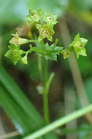 Alchemilla longituba \ Langr�hren-Frauenmantel / Long Tube Lady's Mantle, D Altusried-Walzlings 12.7.2021