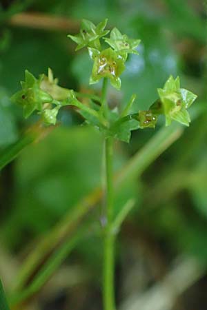 Alchemilla longituba \ Langr�hren-Frauenmantel / Long Tube Lady's Mantle, D Altusried-Walzlings 12.7.2021
