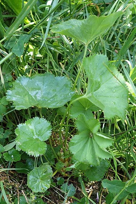 Alchemilla longituba \ Langr�hren-Frauenmantel / Long Tube Lady's Mantle, D Altusried-Walzlings 12.7.2021