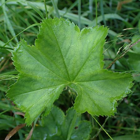 Alchemilla longituba \ Langr�hren-Frauenmantel / Long Tube Lady's Mantle, D Altusried-Walzlings 12.7.2021