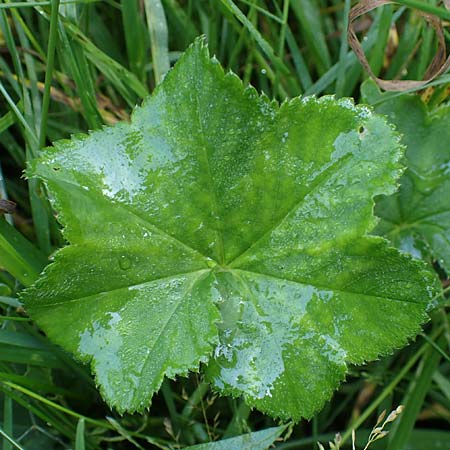 Alchemilla longituba \ Langr�hren-Frauenmantel / Long Tube Lady's Mantle, D Altusried-Walzlings 12.7.2021
