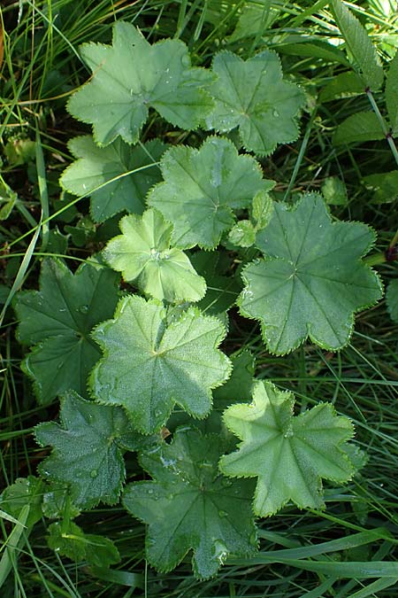 Alchemilla longituba \ Langr�hren-Frauenmantel / Long Tube Lady's Mantle, D Altusried-Walzlings 12.7.2021