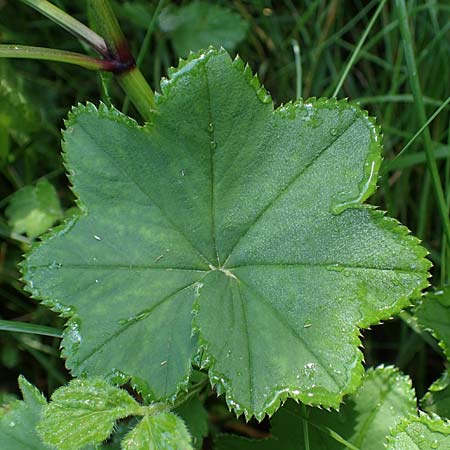 Alchemilla longituba \ Langr�hren-Frauenmantel / Long Tube Lady's Mantle, D Altusried-Walzlings 12.7.2021
