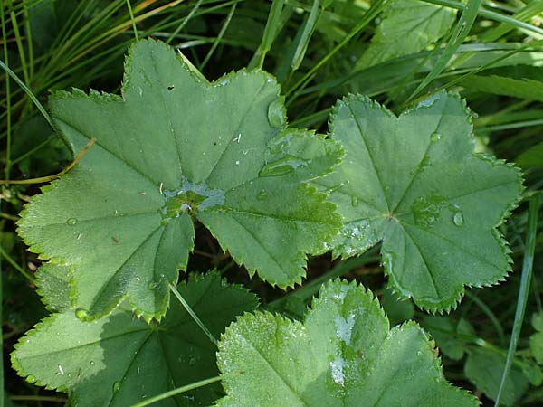 Alchemilla longituba \ Langr�hren-Frauenmantel / Long Tube Lady's Mantle, D Altusried-Walzlings 12.7.2021
