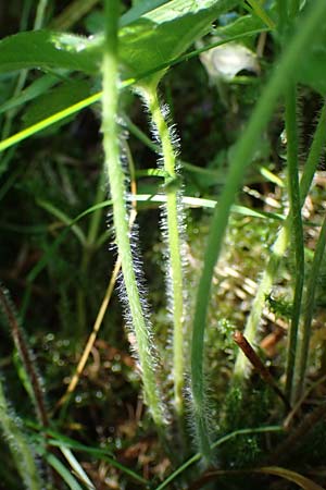 Alchemilla longituba \ Langr�hren-Frauenmantel / Long Tube Lady's Mantle, D Altusried-Walzlings 12.7.2021