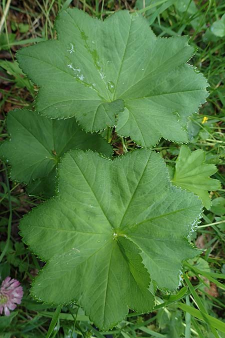 Alchemilla longituba \ Langr�hren-Frauenmantel / Long Tube Lady's Mantle, D Eschachthal 12.7.2021