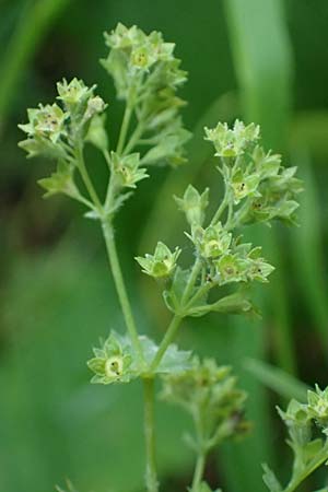 Alchemilla longituba \ Langr�hren-Frauenmantel / Long Tube Lady's Mantle, D Eschachthal 12.7.2021