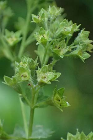 Alchemilla longituba \ Langr�hren-Frauenmantel / Long Tube Lady's Mantle, D Eschachthal 12.7.2021