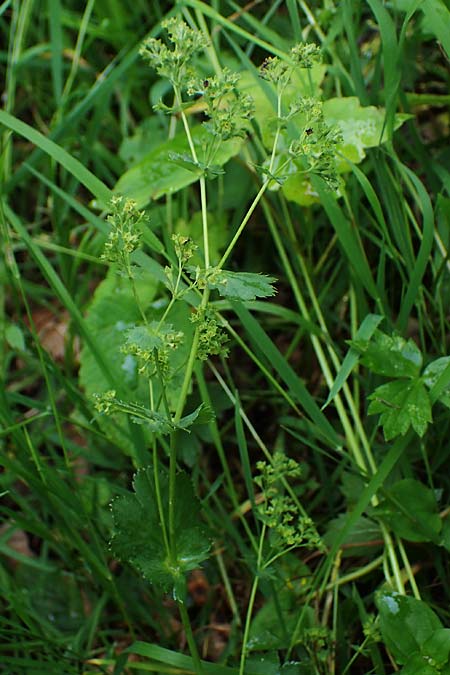 Alchemilla longituba \ Langr�hren-Frauenmantel / Long Tube Lady's Mantle, D Eschachthal 12.7.2021