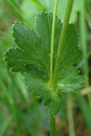 Alchemilla longituba \ Langr�hren-Frauenmantel / Long Tube Lady's Mantle, D Eschachthal 12.7.2021