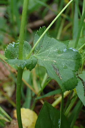 Alchemilla longituba \ Langr�hren-Frauenmantel / Long Tube Lady's Mantle, D Eschachthal 12.7.2021