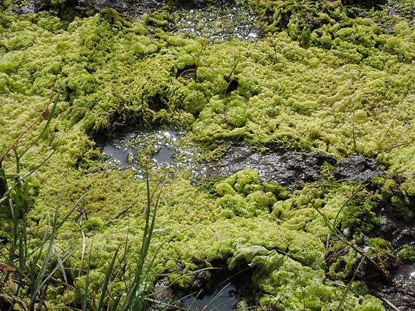 Enteromorpha spec4 ? \ Darmtang / Gutweed, D Hohwacht 14.9.2021