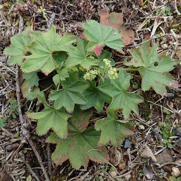Alchemilla glaucescens ? \ Weichhaariger Frauenmantel, Bastard-Frauenmantel / Bastard Lady's Mantle, D Harz, Sonnenberg 20.9.2021