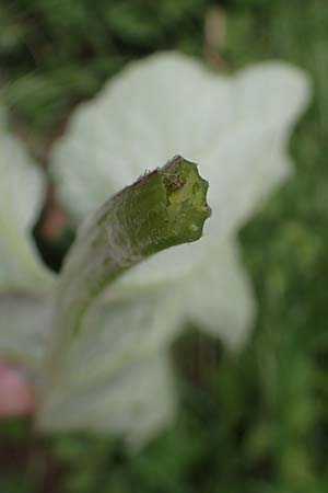 Arctium lappa \ Gro�e Klette, D Bensheim 29.4.2022