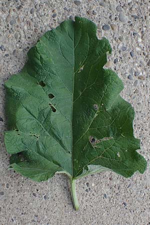 Arctium lappa \ Gro�e Klette, D Bensheim 29.4.2022