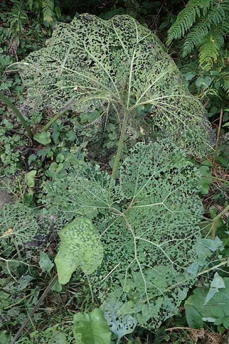 Arctium lappa \ Gro�e Klette, D Aachen 20.8.2022