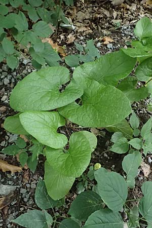Arctium lappa \ Gro�e Klette, D Trennfurt 30.8.2025
