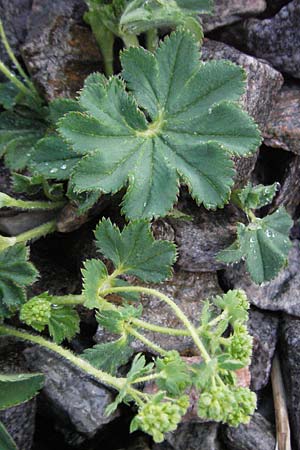 Alchemilla monticola \ Bergwiesen-Frauenmantel / Mountain Lady's Mantle, D Schwarzwald/Black-Forest, Feldberg 28.4.2007