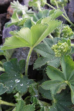 Alchemilla monticola \ Bergwiesen-Frauenmantel / Mountain Lady's Mantle, D Schwarzwald/Black-Forest, Feldberg 28.4.2007