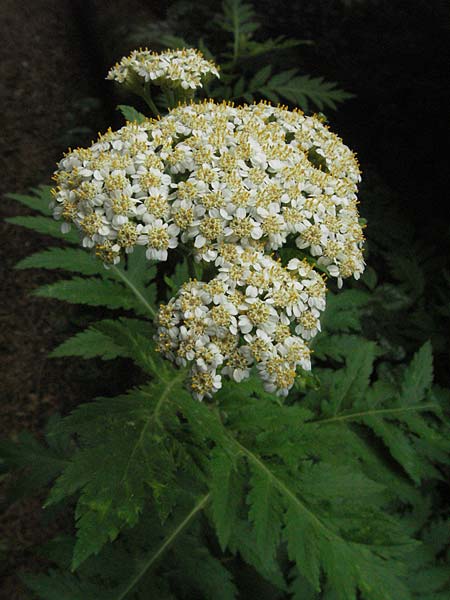 Achillea macrophylla \ Gro�bl�ttrige Schafgarbe / Big-Leaf Milfoil, D Botan. Gar.  Universit.  Heidelberg 22.5.2007