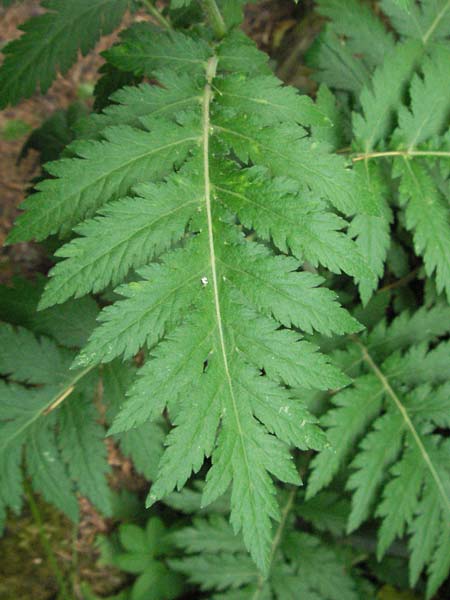 Achillea macrophylla \ Gro�bl�ttrige Schafgarbe / Big-Leaf Milfoil, D Botan. Gar.  Universit.  Heidelberg 22.5.2007