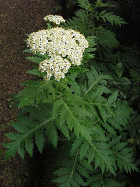 Achillea macrophylla \ Gro�bl�ttrige Schafgarbe / Big-Leaf Milfoil, D Botan. Gar.  Universit.  Heidelberg 22.5.2007