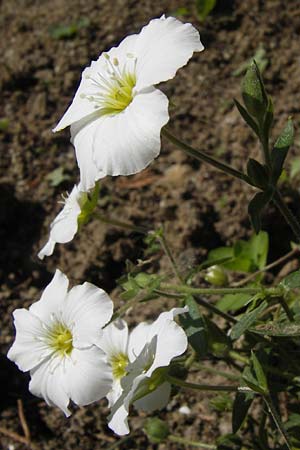 Arenaria montana \ Berg-Sandkraut, Zwerg-Sandkraut / Mountain Sandwort, D  8.6.2013