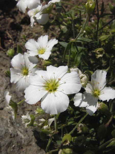Arenaria montana \ Berg-Sandkraut, Zwerg-Sandkraut / Mountain Sandwort, D  8.6.2013