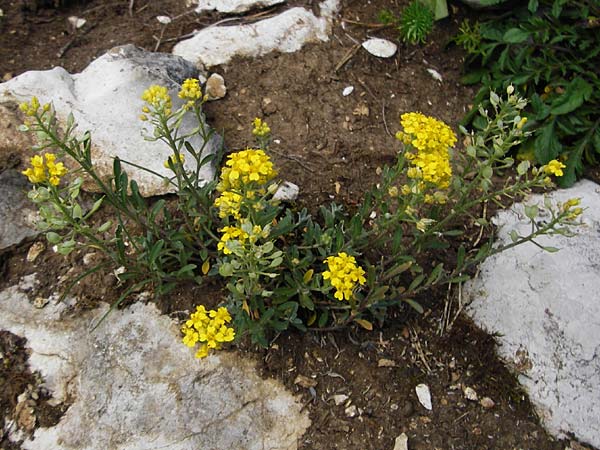 Alyssum montanum subsp. montanum \ Berg-Steinkraut, D Trochtelfingen 2.6.2015