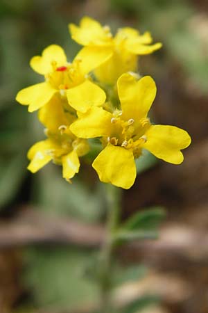 Alyssum montanum subsp. montanum \ Berg-Steinkraut, D Trochtelfingen 2.6.2015