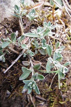 Alyssum montanum subsp. montanum \ Berg-Steinkraut, D Trochtelfingen 2.6.2015