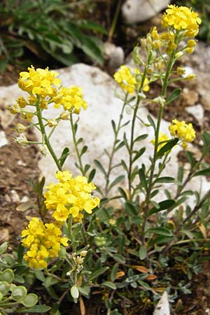 Alyssum montanum subsp. montanum \ Berg-Steinkraut, D Trochtelfingen 2.6.2015