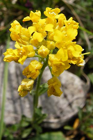 Alyssum montanum subsp. montanum \ Berg-Steinkraut, D Trochtelfingen 2.6.2015