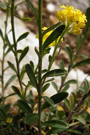 Alyssum montanum subsp. montanum \ Berg-Steinkraut, D Trochtelfingen 2.6.2015