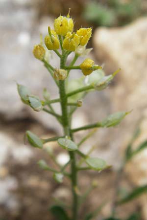 Alyssum montanum subsp. montanum \ Berg-Steinkraut, D Trochtelfingen 2.6.2015