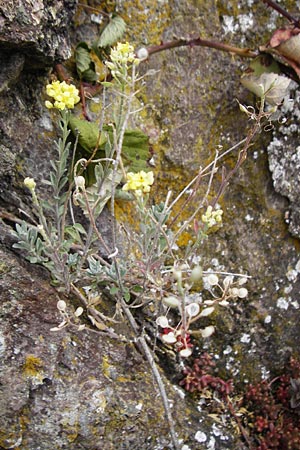 Alyssum montanum subsp. montanum \ Berg-Steinkraut, D Bad M&uuml;nster am Stein - Niederhausen 6.6.2015